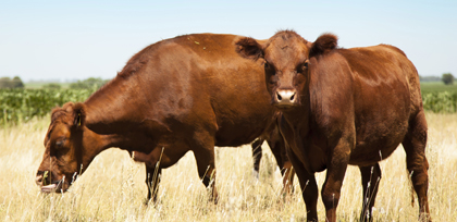 Contact the herd health experts at Twin Forks Clinic